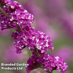 Buddleja davidii Berries & Cream 3.6 Litre Potted Plant x 1