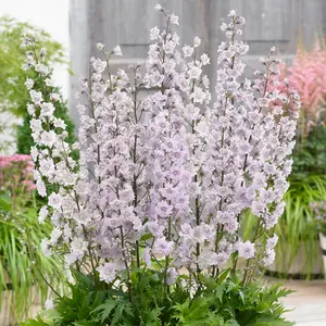 Delphinium Highlander Cha Cha - Pink and White Blooms, Perennial Plant, Compact Size (15-30cm Height Including Pot)