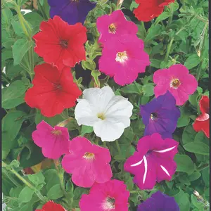 Petunia F2 Cheerful Mix 1 Seed Packet (850 Seeds)