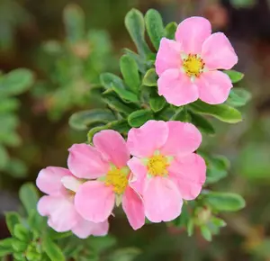 Potted Plantentilla Fruticosa Lovely Pink 3.5 Litre Potted Plant x 2