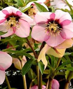 Helleborus orientalis Sugar Plum - 9cm pot