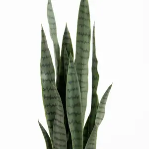 Blooming Artificial - 85cm / 2.75ft Artificial Sansevieria