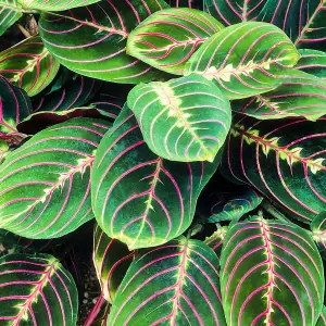 Maranta Fascinator Tricolour - Vibrant Tri-Colored Foliage, Perfect for Indoors (20-30cm)