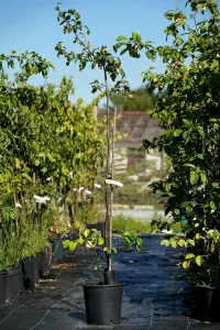 Lincolnshire Fruits Vranja Potted 1.5m Tree 7 Litre 1.5m Tree