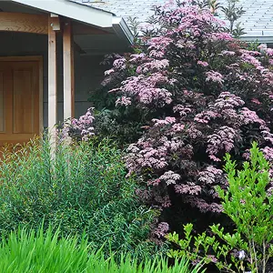 Sambucus Black Beauty Garden Plant - Dark Purple Foliage, Pink Flowers, Hardy (15-30cm Height Including Pot)