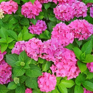 Hydrangea Plant Pink - Large Hydrangea Macrophylla - 50-60cm in Height