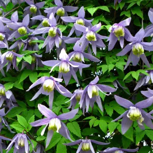 Clematis Alpina - Delicate Light Purple Flowers, Climbing Vine, Morning Sun (20-30cm Height Including Pot)