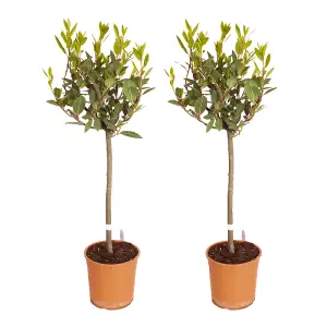 Bay Tree, Pair of Standard Trees, 80cm Tall, Evergreen, Easy to Grow, Cooking Herb (Pack of 2)