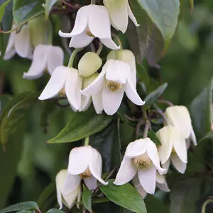 Winter Flowering Clematis 'Winter Beauty' 7cm Potted Plant x 3 - Evergreen Perennial