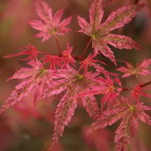 Acer Phoenix - Vibrant Red Foliage, Outdoor Plant, Ideal for Gardens, Compact Size (50-70cm Height Including Pot)