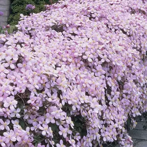 Clematis Rubens - Pink Blooms, Climbing Vine, Morning Sun (20-30cm Height Including Pot)