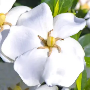 Gardenia Sweetheart Garden Plant - Fragrant White Flowers, Compact Size (15-25cm Height Including Pot)