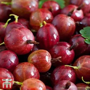 Gooseberry (Ribes uva-crispa) Hinnonmaki Red Organic 1 bare root plant