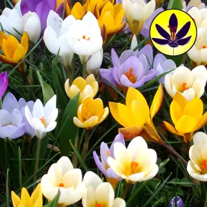 Crocus Species Mixed Flowering Bulbs - Diverse Mix of Blooms, 500 Pack