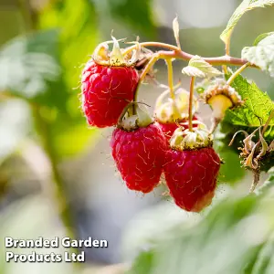 Grow Your Own Fruit  Raspberry Malling Promise 10 Bare Root Canes