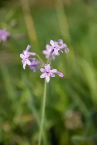 Lincolnshire Pond Plants Ltd Marginal Plants - Pond Plants (Tulbaghia Violacea) - 9cm Bareroot