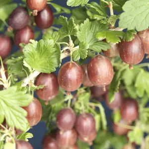 Ribes uva-crispa Hinnonmaki Red - Gooseberry Fruits, Hardy Fruit Plant (20-30cm Height Including Pot)