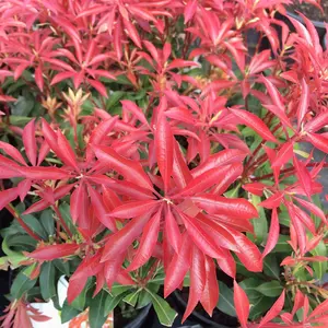 Pieris 'Mountain Fire' in 2L Pot, Stunning Foliage All Year Around