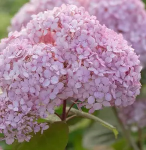 Hydrangea Candybelle Bubblegum Shrub Large in a 3 Litre Pot