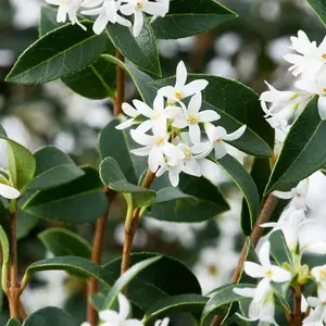 25 x Osmanthus Burkwoodii Garden Plants - Fragrant Blooms, Compact Size (15-25cm Height Including Pot)