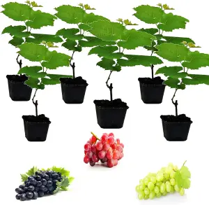 3 x Grape Plants - Mixed Vitis - Garden Grape Fruit Vine Grow Your Own Grapevine