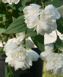 Philadelphus Little White Love - Mock Orange supplied in a 9cm pot