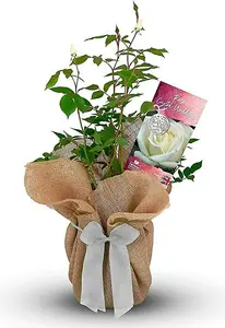 Crystal Wedding Rose Bush Gift Wrapped - 15th Anniversary Plant