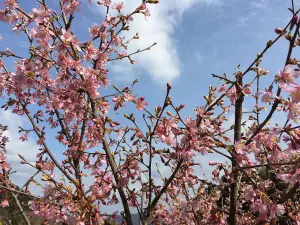 Direct Plants Prunus Okame Flowering Tree 6ft Tall Supplied in a 7.5 Litre Pot