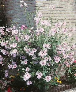 2 x Lavatera 'Barnsley' - Tree Mallow Plants - Both Arrive in 9cm Pots