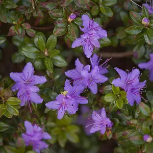 Rhododendron Impeditum / Dwarf Purple Rhododendron in a 12cm Pot