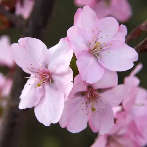 Prunus Jacqueline Tree - Stunning Autumn Foliage, Pink Flowers, Low Maintenance, Frost Hardy (5-6ft)