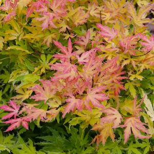 Acer Metamorphosa - Japanese Maple, Ornamental Tree (20-30cm Height Including Pot)