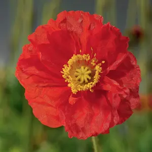 Wildflower Seeds for The Garden - Grow Your Own Wild Flower Seed Mix Poppies, Meadow Flowers & Grasses Bee Friendly Blooms