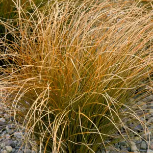 Carex testacea - Ornamental Grass, Orange-Brown Foliage, Compact Size (15-30cm Height Including Pot)