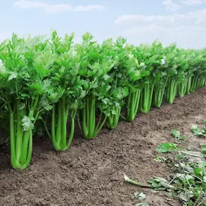 Celery Tango F1 Hybrid 1 Seed Packet (75 Seeds)