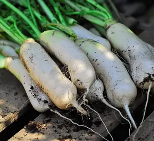 Radish Mooli Neptune F1 Hybrid 1 Seed Packet (80 Seeds)