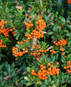 Pyracantha Traffic Lights Collection - Set of 3 Plants in 9cm pots