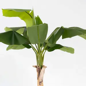 Blooming Artificial - 182cm / 6ft Artificial Musa Banana Tree