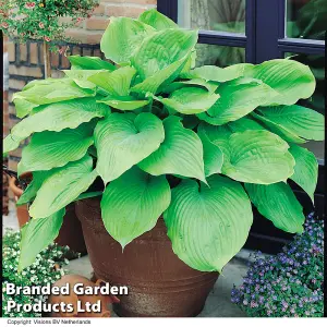 Hosta Sum And Substance 1 Litre Potted Plant x 1