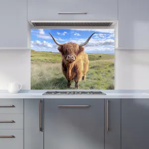 Highland Cow In Summer Kitchen Splashback