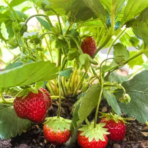 3 x Strawberry Red Gauntlet Fruit Plants - Hardy Garden Bushes in 9cm Pots