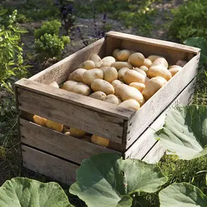 Grow Your Own Vegetables - Potato Charlotte 2kg