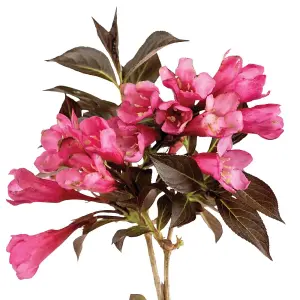 Weigela Arabian Nights 9cm Potted Plant x 2