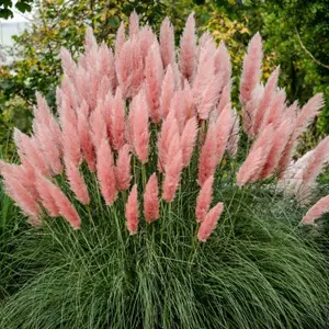 Pampas Grass 'Rosea' - Pink Cortaderia Plant in 2 Litre Pot - 35-45cm High