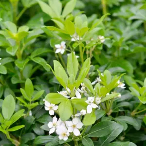 Choisya Ternata in 9cm Pot - Mexican Orange Blossom - Aromatic Evergreen Shrub