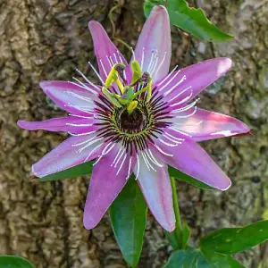 Passiflora (Passion Flower) Violacea Victoria 9cm Pot x 1