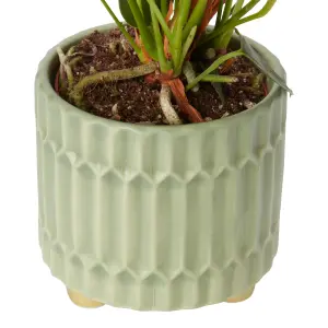 Verve Anthurium mix in Assorted cream or green Ceramic Decorative pot 9cm