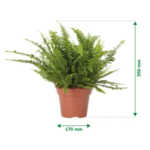 Verve Boston fern in Terracotta Plastic Grow pot 17cm