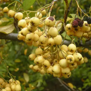 Cotoneaster Rothschildianus Tree - Clusters of Yellow Berries, White Flowers (5-6ft)