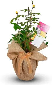 Golden Wedding Rose Bush Gift Wrapped - 50th Anniversary Plant